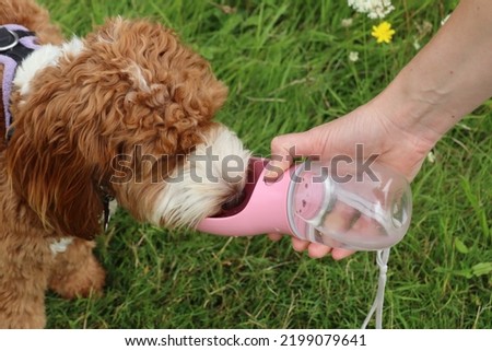 A brown and white cockapoo has a drink of water from a doggie water bottle
