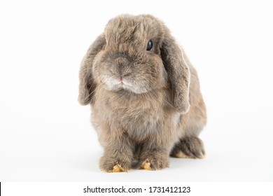 Brown and white coloured lop rabbit ears down on white backgroundSimilar