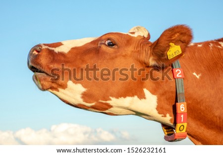 Brown and white cow does moo with stretched neck and her head uplifted.