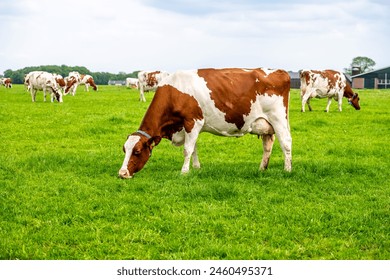 a brown white cow in the pasture on the green grass under the blue sky - Powered by Shutterstock
