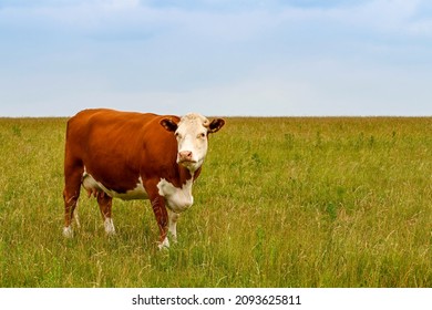 Brown And White Cow Standing In A Field Of Long Grass Looking At The Camera. No People. Copy Space.