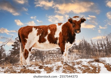 A brown and white cow stands on snow-covered ground, gazing at the horizon during sunset. - Powered by Shutterstock