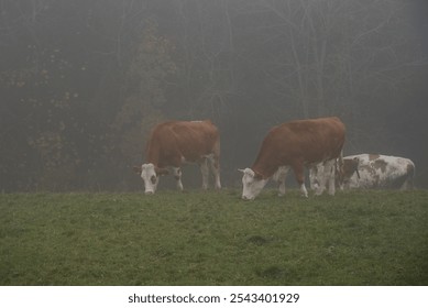 Brown and white cows grazing peacefully in a misty field, enjoying fresh grass on a foggy morning - Powered by Shutterstock