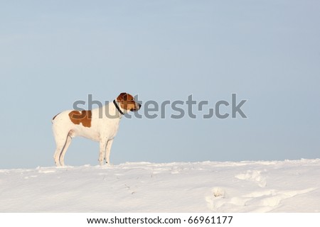 playball Dog Snow Snowfall