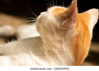 Brown And White Cute Cat. Felis Catus.