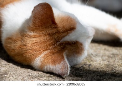 Brown And White Cute Cat. Felis Catus.