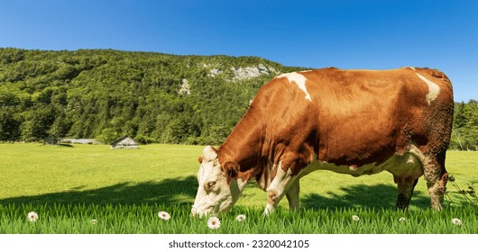 Brown and white dairy cow on a mountain green pasture with daisy flowers, against a clear blue sky. European Alps.