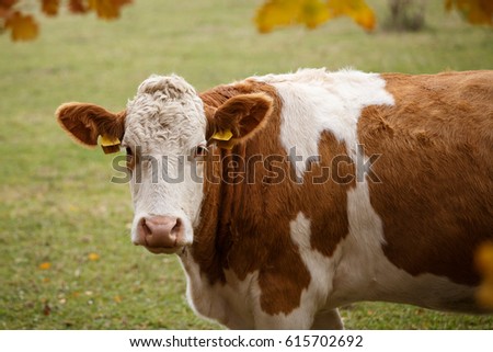 Brown and white dairy cow in pasture, Czech Republic Stock photo © 