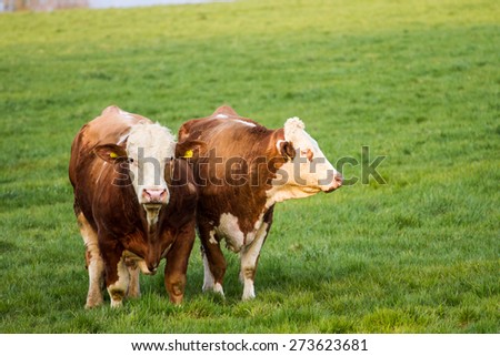 Brown and white dairy cows, calwes and bulls in pasture Stock photo © 