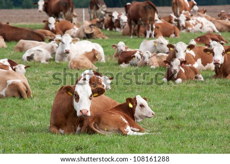 Brown and white dairy cows in pasture, Czech Republic Stock photo © 