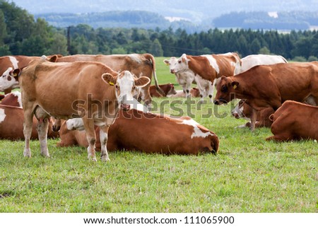Brown and white dairy cows in pasture Stock photo © 