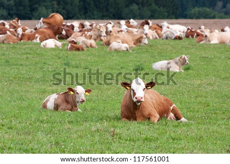 Brown and white dairy cows in pasture, Czech Republic Stock photo © 