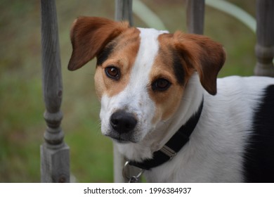 Brown And White Dog With Collar And Ears Perked. 