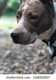 Brown And White Dog With Dirt On Her Nose Just Finished Burying Her Bone In The Dirt