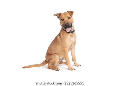 brown and white dog on a white background