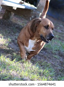 are lab hound mix good dogs