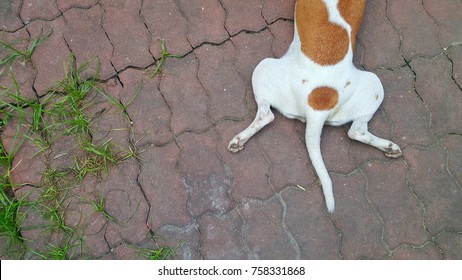 Brown And White Dog Sitting Back On Floor Outdoor, Dog's Tail Close Up 