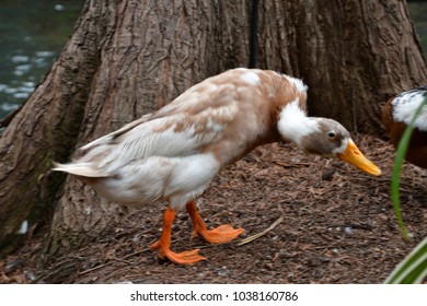 Hurt Duck Photos and Images | Shutterstock