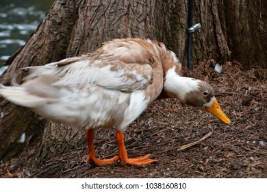 Hurt Duck Photos and Images | Shutterstock