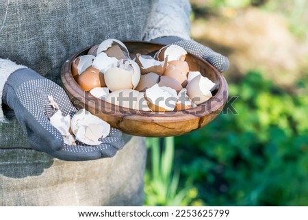 Brown and white eggshells placed in wooden bowl in hands of woman in vegetable garden background, eggshells stored for making natural fertilizers for growing vegetables, sustainability concept