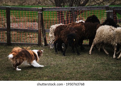 Brown And White Fluffy Border Collie Learns To Herd A Flock Of Sheep In A Pen. Sports Standard For Dogs On The Presence Of Herding Instinct. The Smartest Breed In The World.