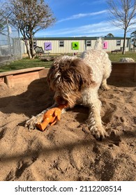 Brown And White Furry German Wirehaired Pointer In Play Bow Playing With Orange Squeaky Toy Chicken Outside In Sandbox On Bright Sunny Day At Canine Enrichment Pet Daycare And Dog Training Center 