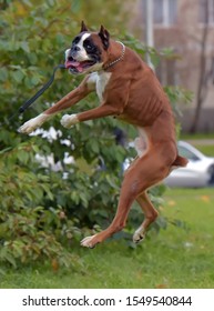 Brown And White German Boxer Dog Jumping