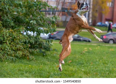 Brown And White German Boxer Dog Jumping