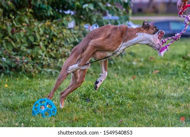 Brown And White German Boxer Dog Jumping