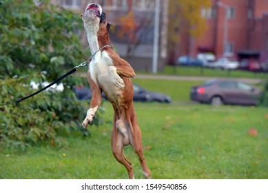 Brown And White German Boxer Dog Jumping