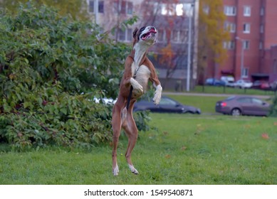 Brown And White German Boxer Dog Jumping