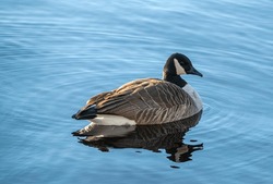 A Brown And White Goose Floats Gracefully Atop A Tranquil Lake Near A Large, Moss-covered Boulder