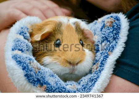 Brown and white guinea pig nestled in a blue blanket 
