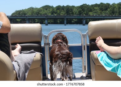 Brown And White Happy Curious Smiling Dog Puppy On Pontoon Boat Ride Summer Afternoon Lake Blue Sky