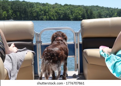 Brown And White Happy Curious Smiling Dog Puppy On Pontoon Boat Ride Summer Afternoon Lake Blue Sky