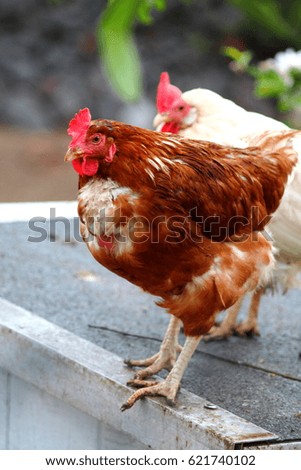 Similar – Chicken on meadow. Animal