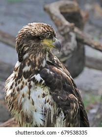 Brown And White Juvenile Bald Eagle With Head Turned