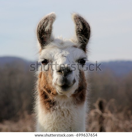 Brown and White Llama - Close up photograph of a brown and white llama's head, with some mountains in the background.  Selective focus on the llama's features. 