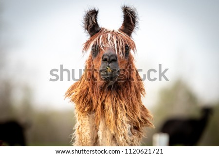 Brown and white llama standing in a field staring straight at the camera