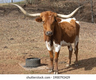 Brown White Longhorn Standing Over Feeder Stock Photo 1900792429 ...