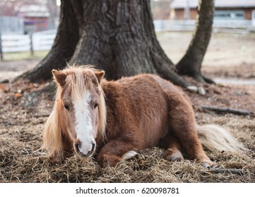 Brown and White Mini Horse/Pony laying under tree