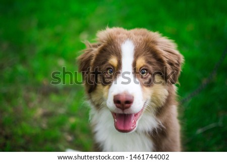 A brown and white Miniature American Shepherd looking into the camera with grass background. The Miniature American Shepherd Club of the USA (MASCUSA).