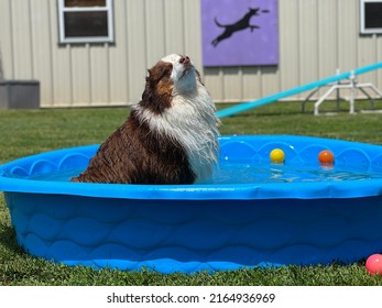 Brown And White Miniature Australian Shepherd Dog Sitting In Blue Kiddie Pool Basking In Sun 