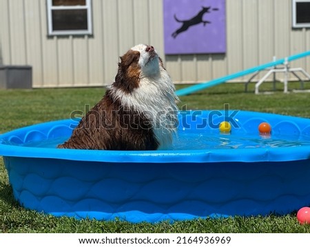 Brown and white miniature Australian shepherd dog sitting in blue kiddie pool basking in sun 