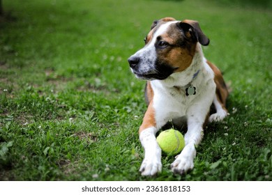 brown and white mixed breed dog with tennis ball laying in bright green grass