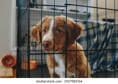 A brown and white Nova Scotia Duck Tolling Retriever puppy looks cute and gives sad puppy eyes behind an indoor play pen gate and crate waiting to come out and play.  - Shutterstock ID 1927983764