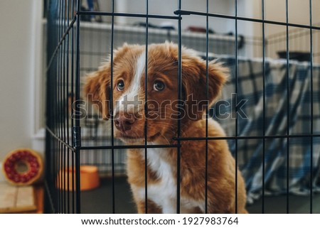 A brown and white Nova Scotia Duck Tolling Retriever puppy looks cute and gives sad puppy eyes behind an indoor play pen gate and crate waiting to come out and play. 