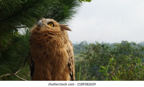 Brown And White Owl In Merapi Indonesia