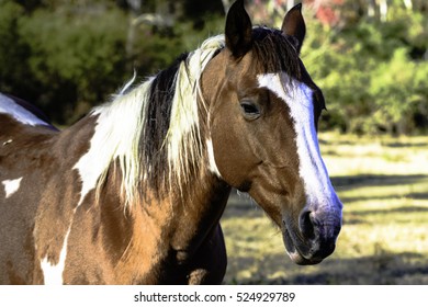 Brown and white paint horse head three-quarter view - Shutterstock ID 524929789