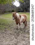 Brown and white paint miniature pony standing in a green pasture with trees in the background